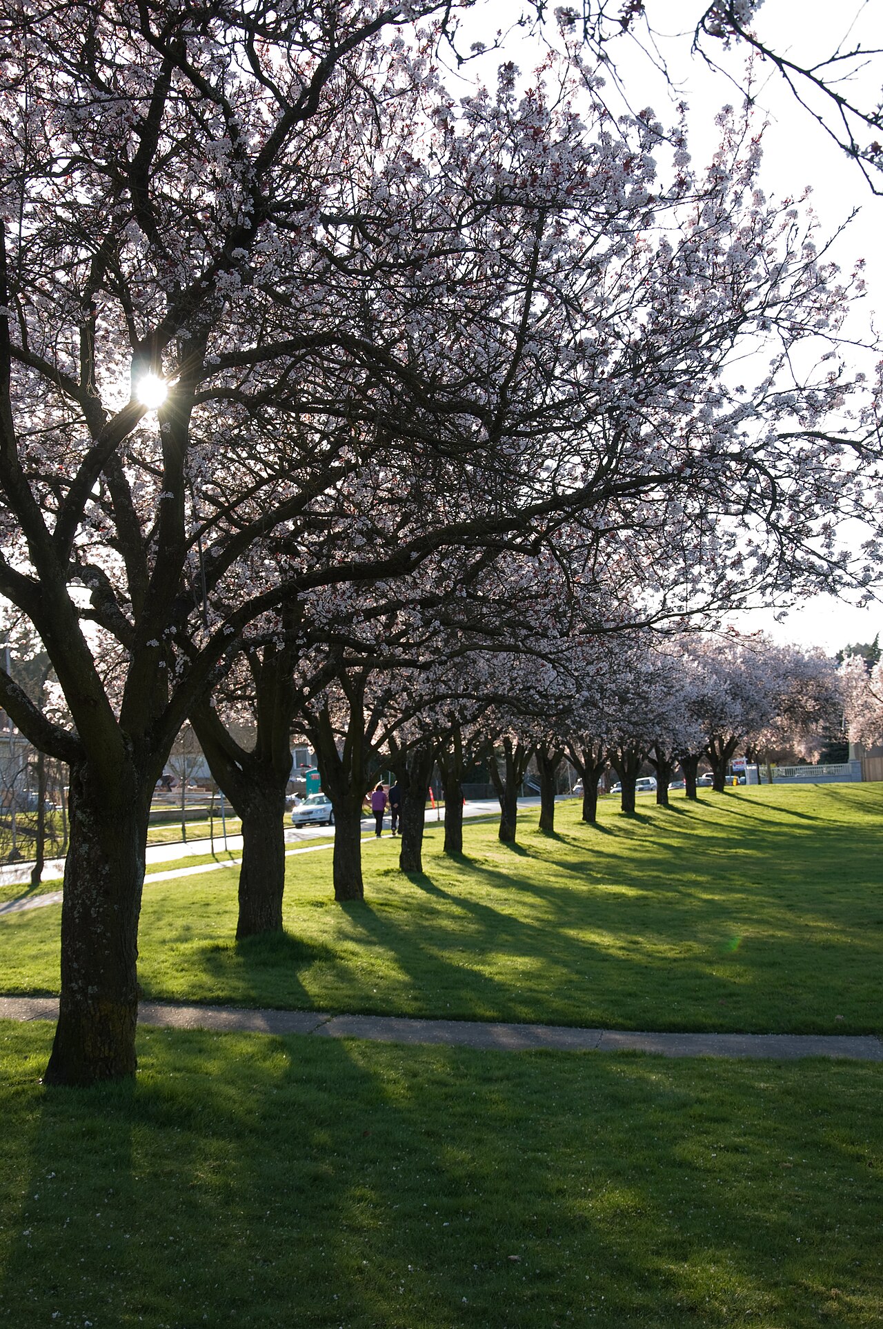 Kerrisdale Neighbourhood setting